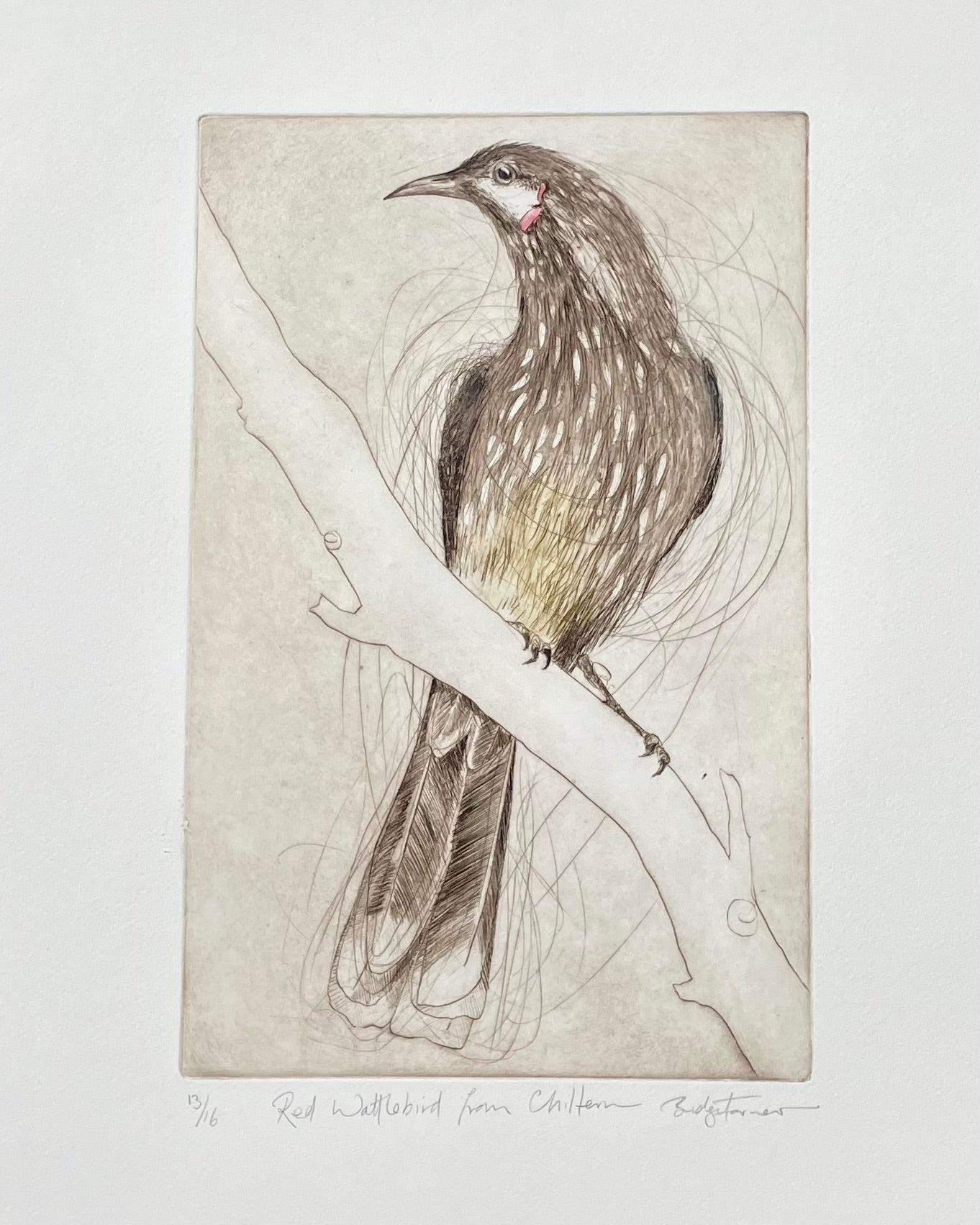 Red Wattlebird From Chiltern - Original Etching