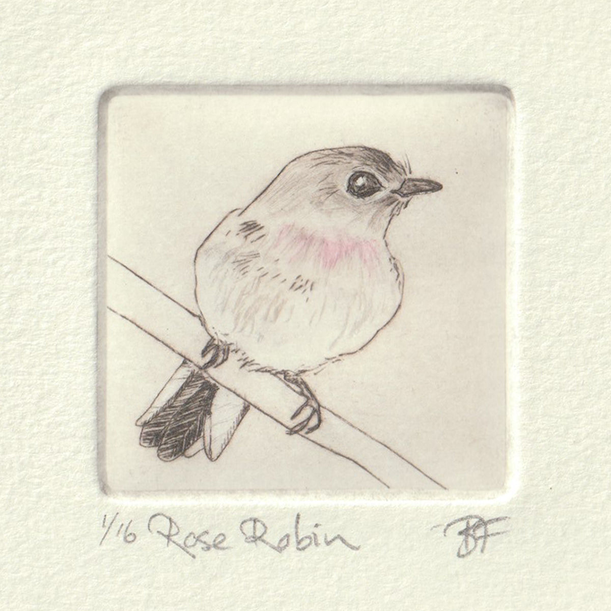 Original Etching - Rose Robin