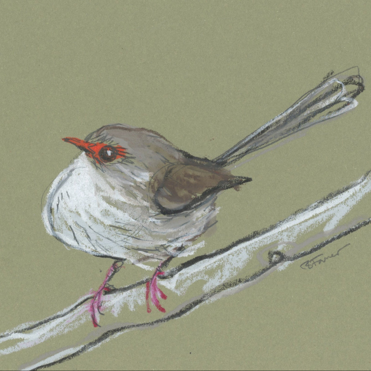 A loose line original drawing of a native Australian bird by Bridget Farmer
