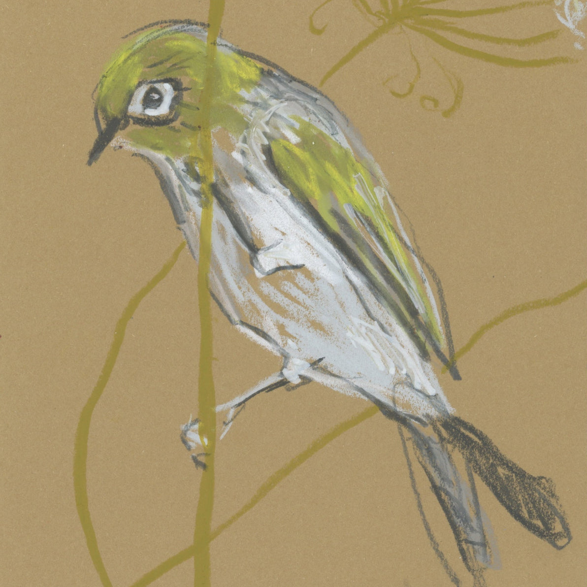 A loose line original drawing of a native Australian bird by Bridget Farmer
