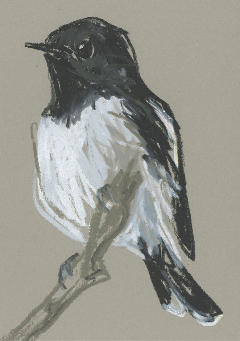 Hooded Robin - A5 Original Drawing (D59)