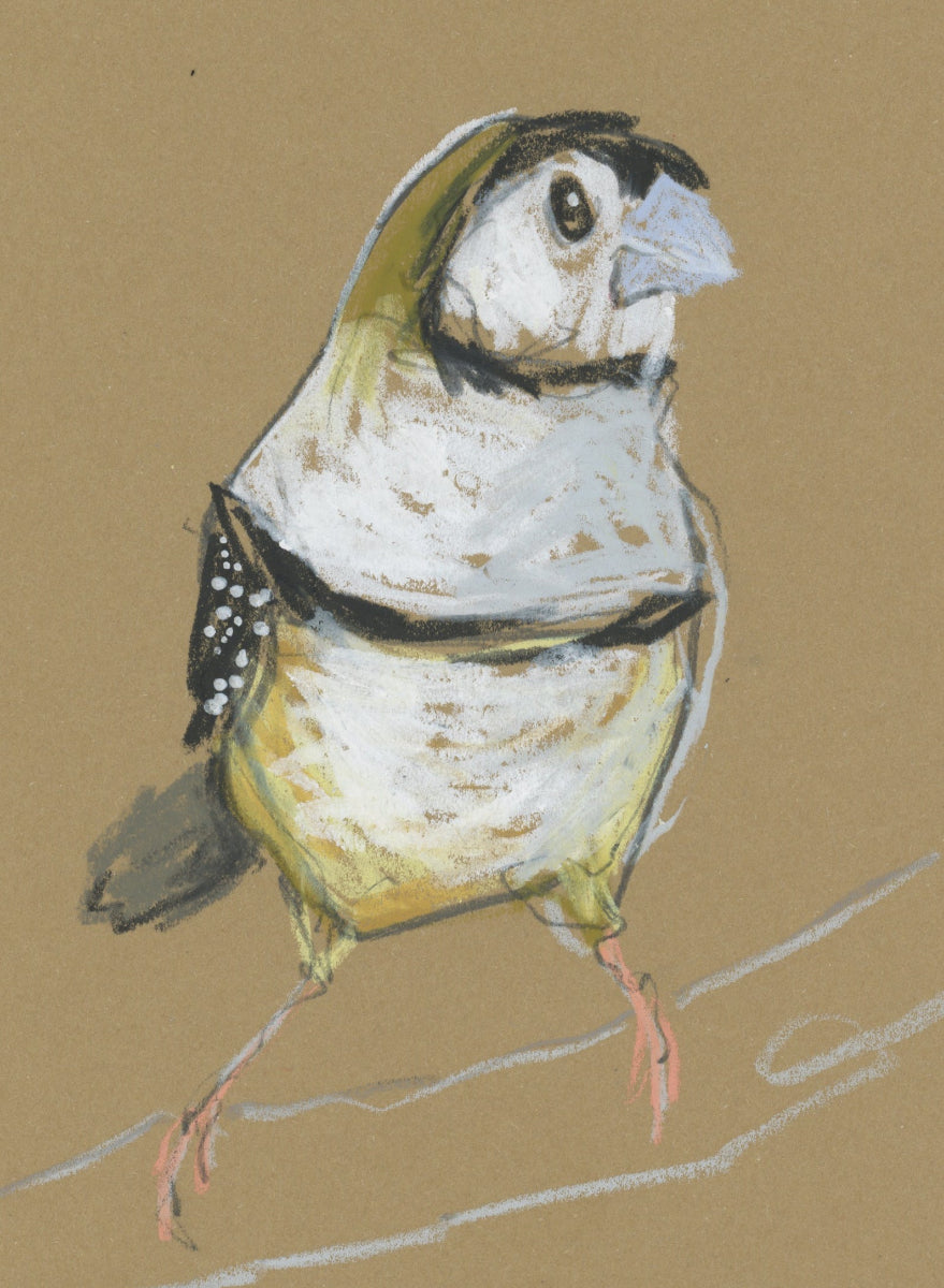 Double-barred Finch - A5 Original Drawing (D41)