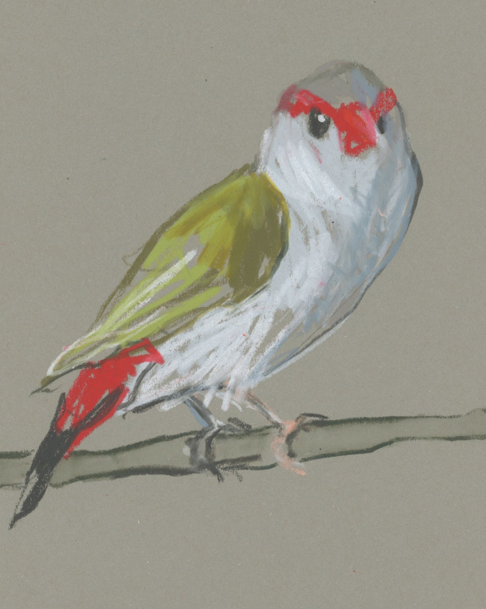 Red-browed Finch - A5 Original Drawing (D45)