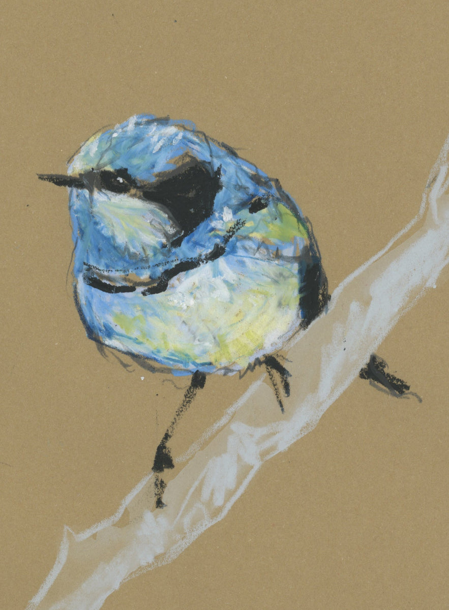 Male Splendid Fairywren - A5 Original Drawing (D47)