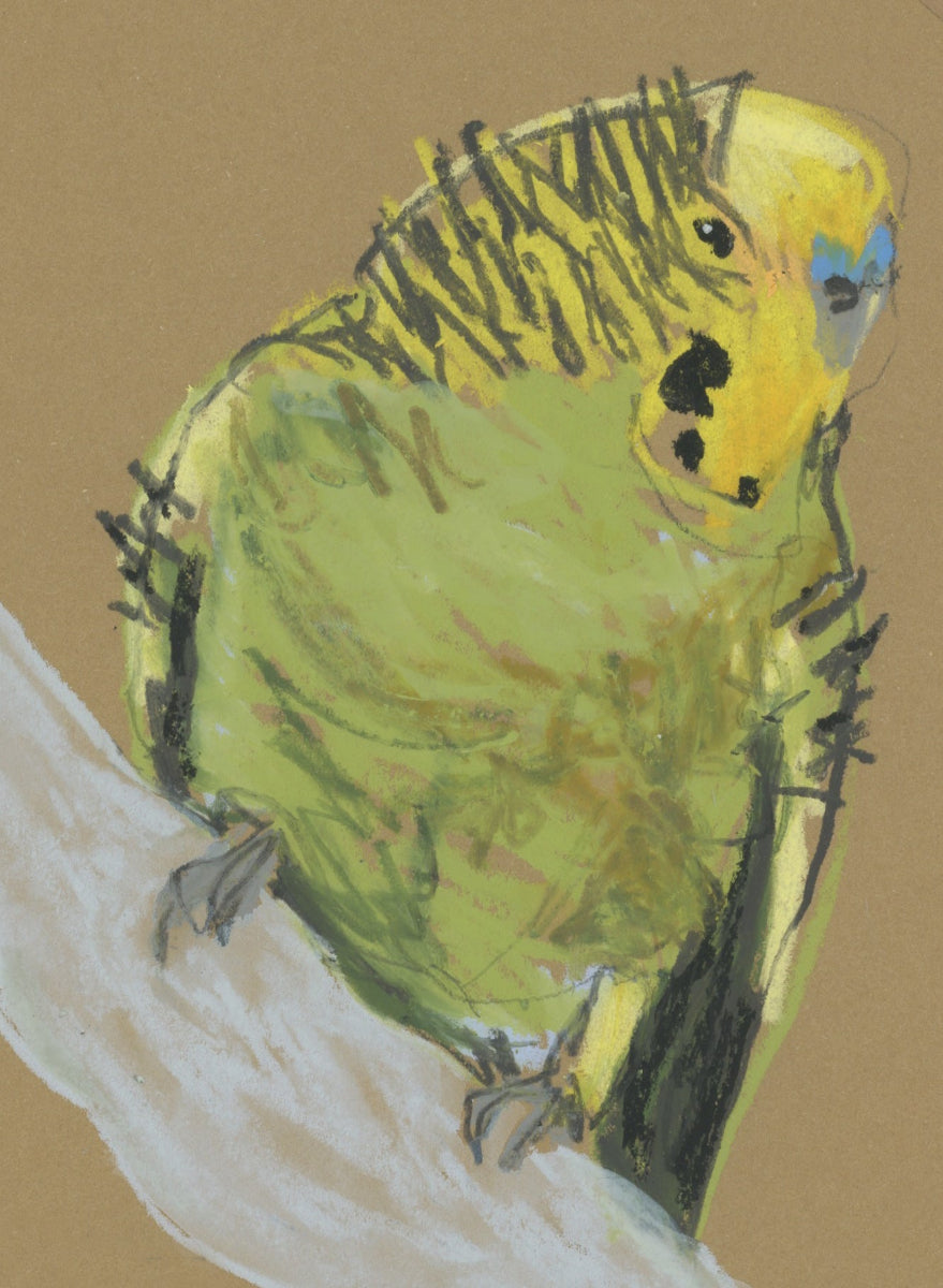 Illustration of a green budgerigar on a branch with a brown background