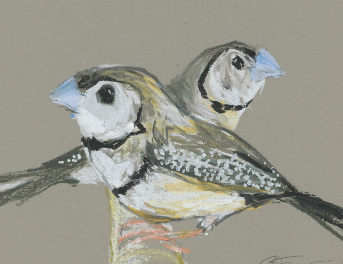 Double Barred Finches - A5 Original Drawing (D51)