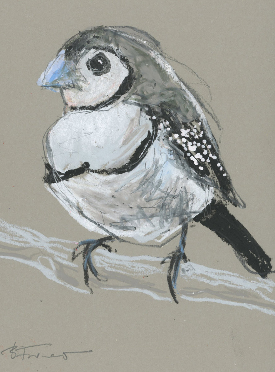 Double- Barred Finch - A5 Original Drawing (D37)