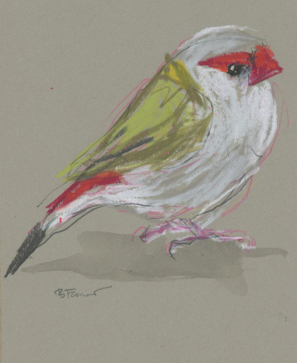 Red Browed Finch - A5 Original Drawing (D53)