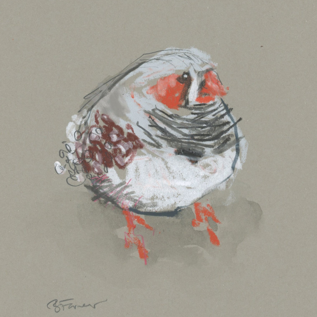 loose line original drawing of a zebra finch by Bridget Farmer