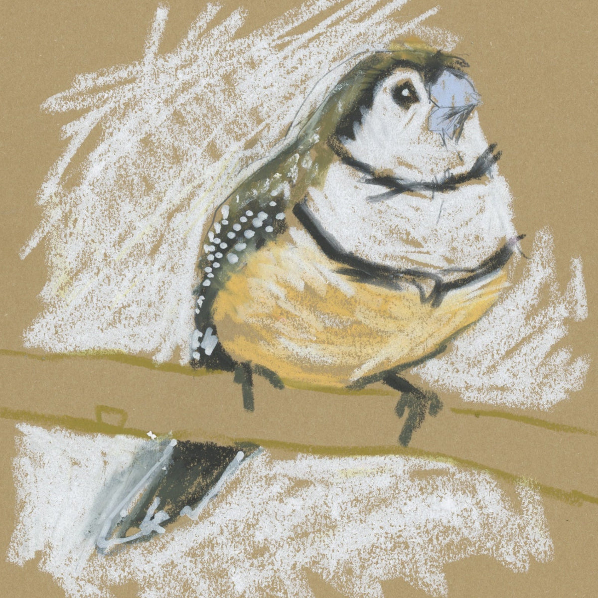 A loose line original drawing of a native Australian bird by Bridget Farmer
