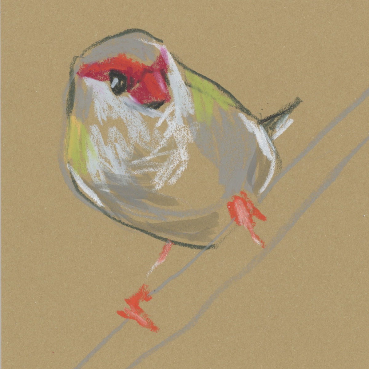 A loose line original drawing of a native Australian bird by Bridget Farmer