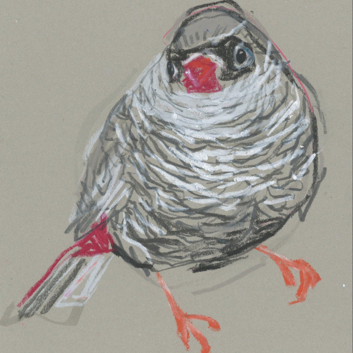 A loose line original drawing of a native Australian bird by Bridget Farmer