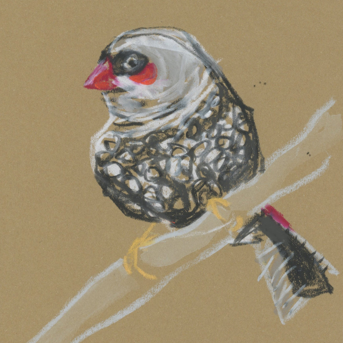A loose line original drawing of a native Australian bird by Bridget Farmer