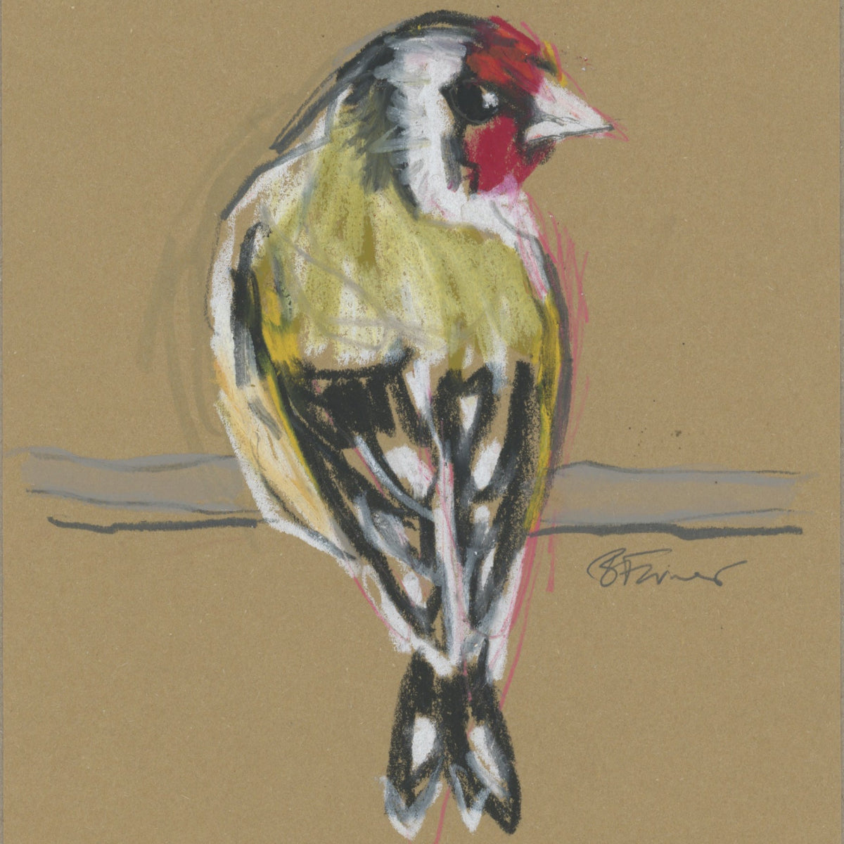 A loose line original drawing of a native Australian bird by Bridget Farmer