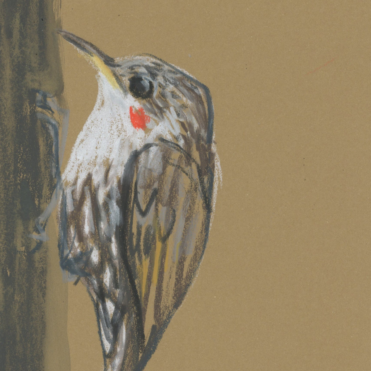 A loose line original drawing of a native Australian bird by Bridget Farmer