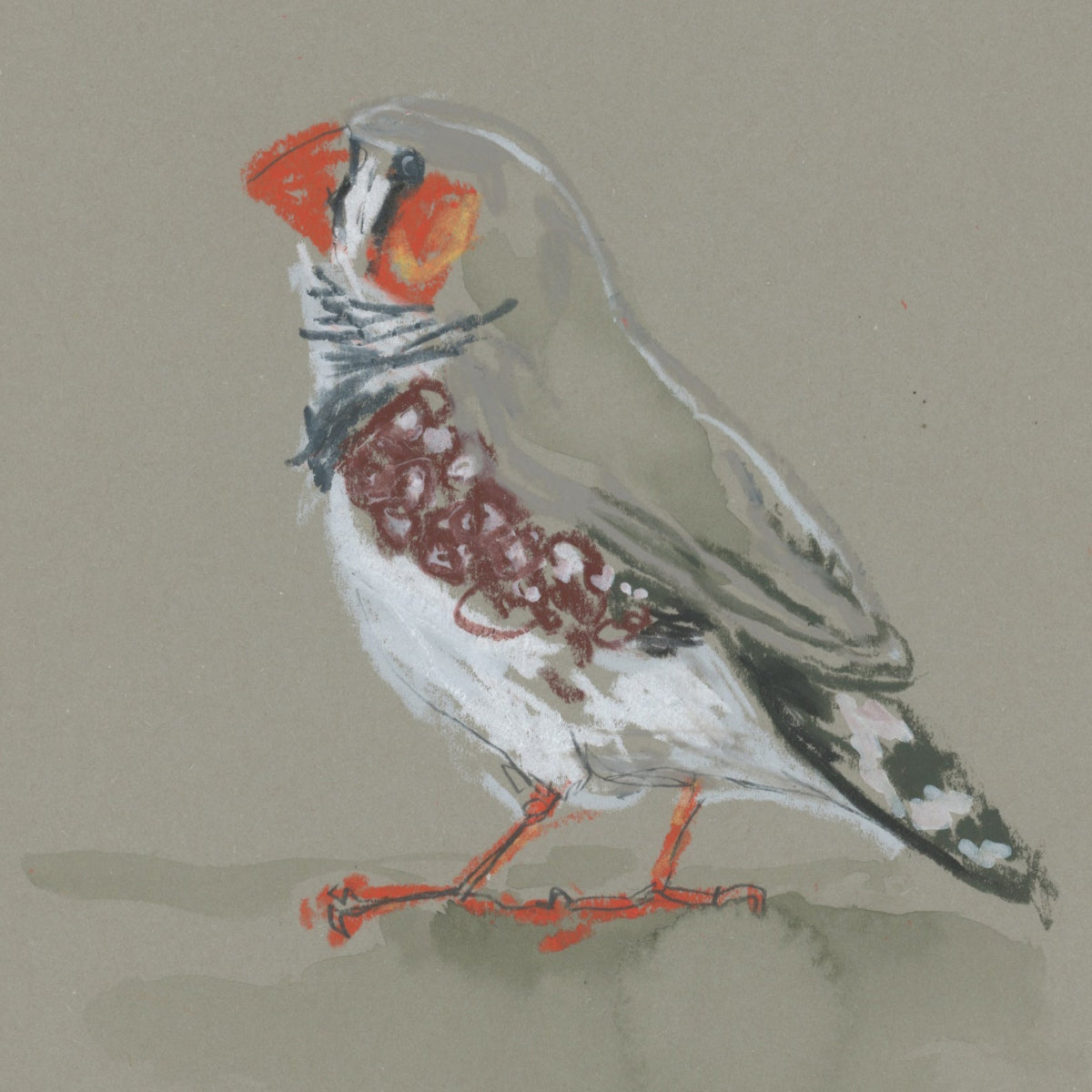 A loose line original drawing of a native Australian bird by Bridget Farmer