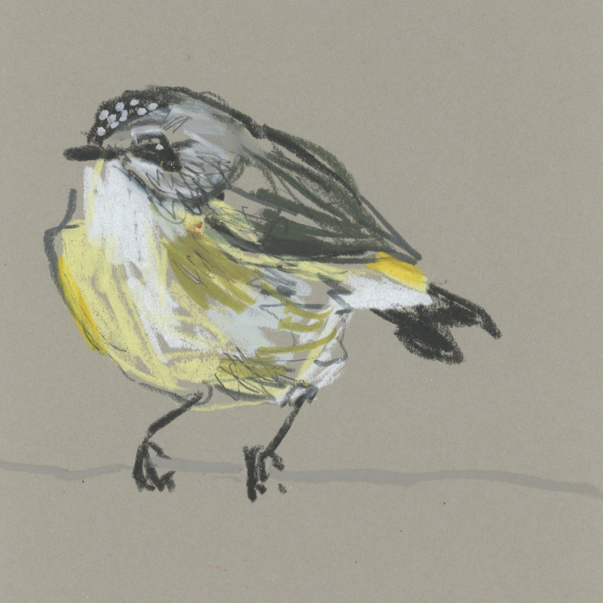 A loose line original drawing of a native Australian bird by Bridget Farmer