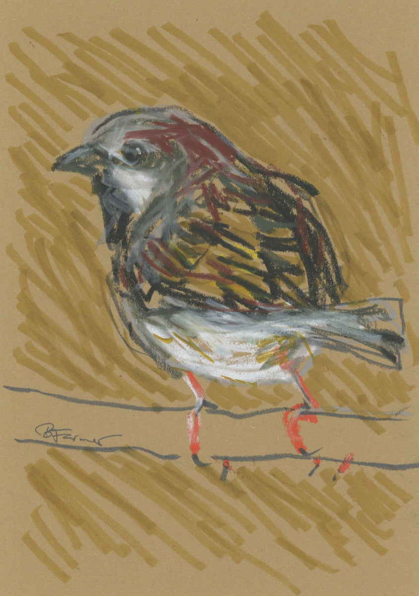 House Sparrow - A5 Original Drawing (D55)