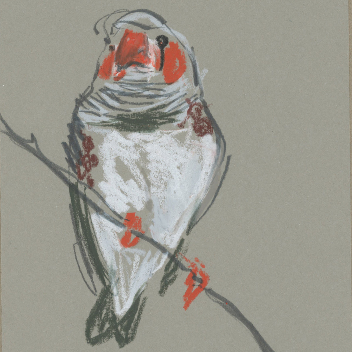A loose line original drawing of a native Australian bird by Bridget Farmer
