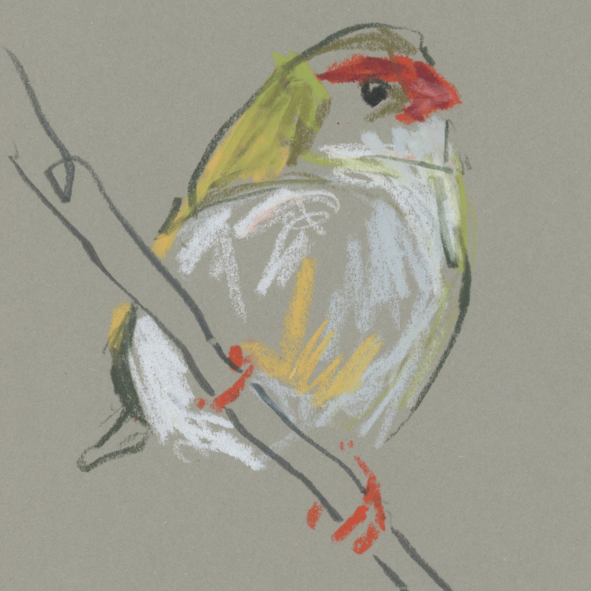 A loose line original drawing of a native Australian bird by Bridget Farmer