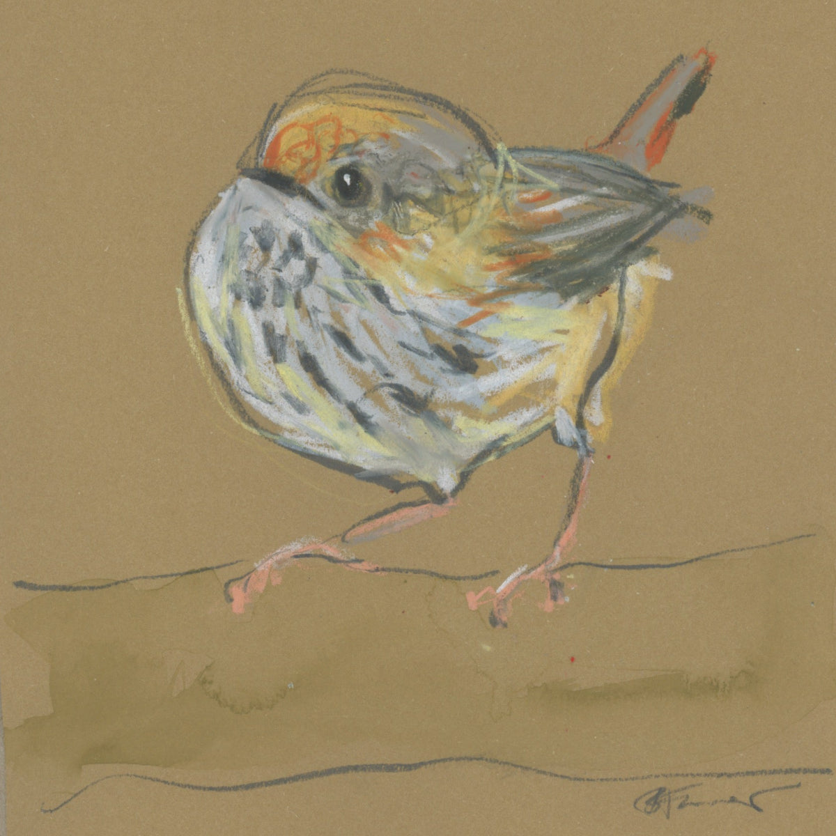 A loose line original drawing of a native Australian bird by Bridget Farmer