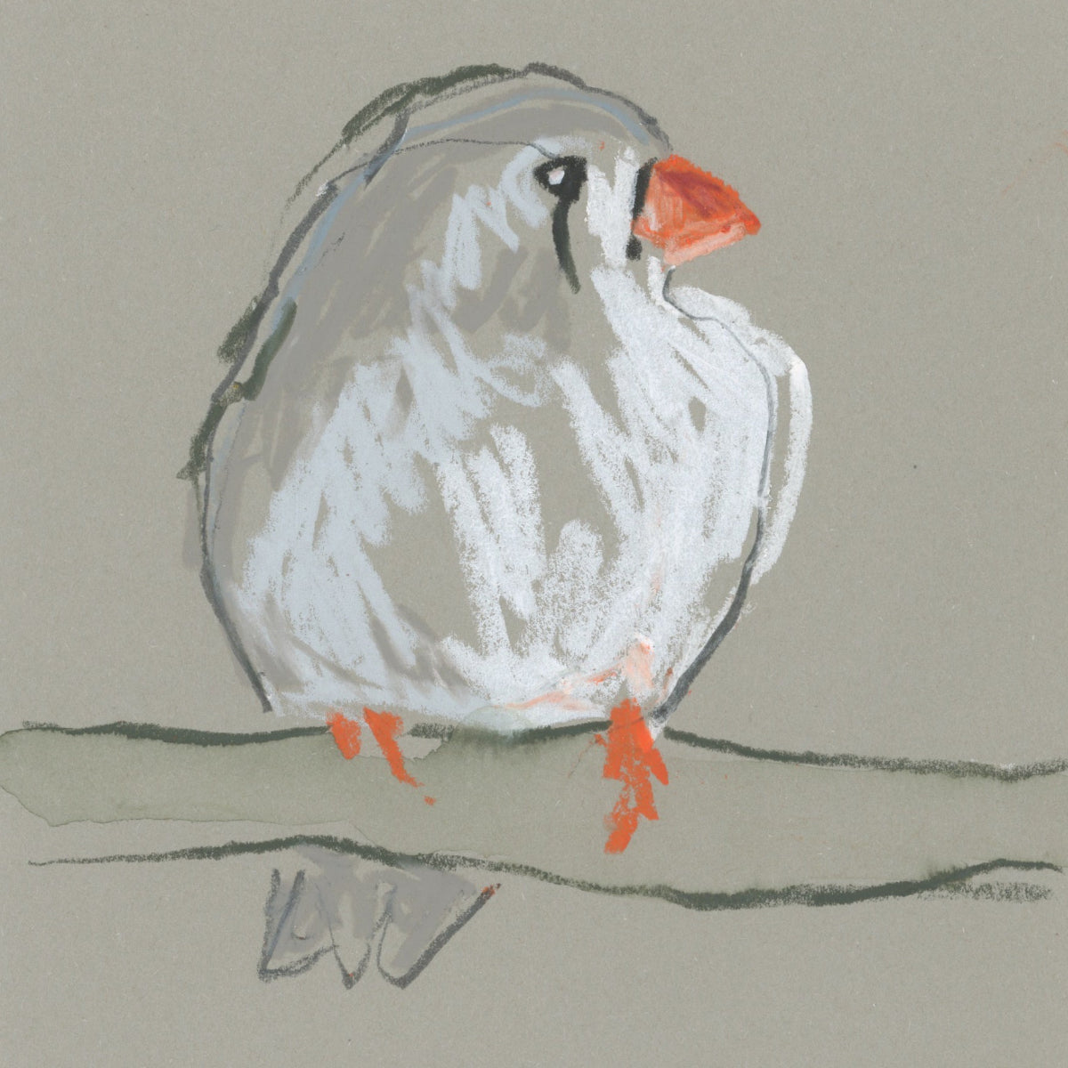 A loose line original drawing of a native Australian bird by Bridget Farmer