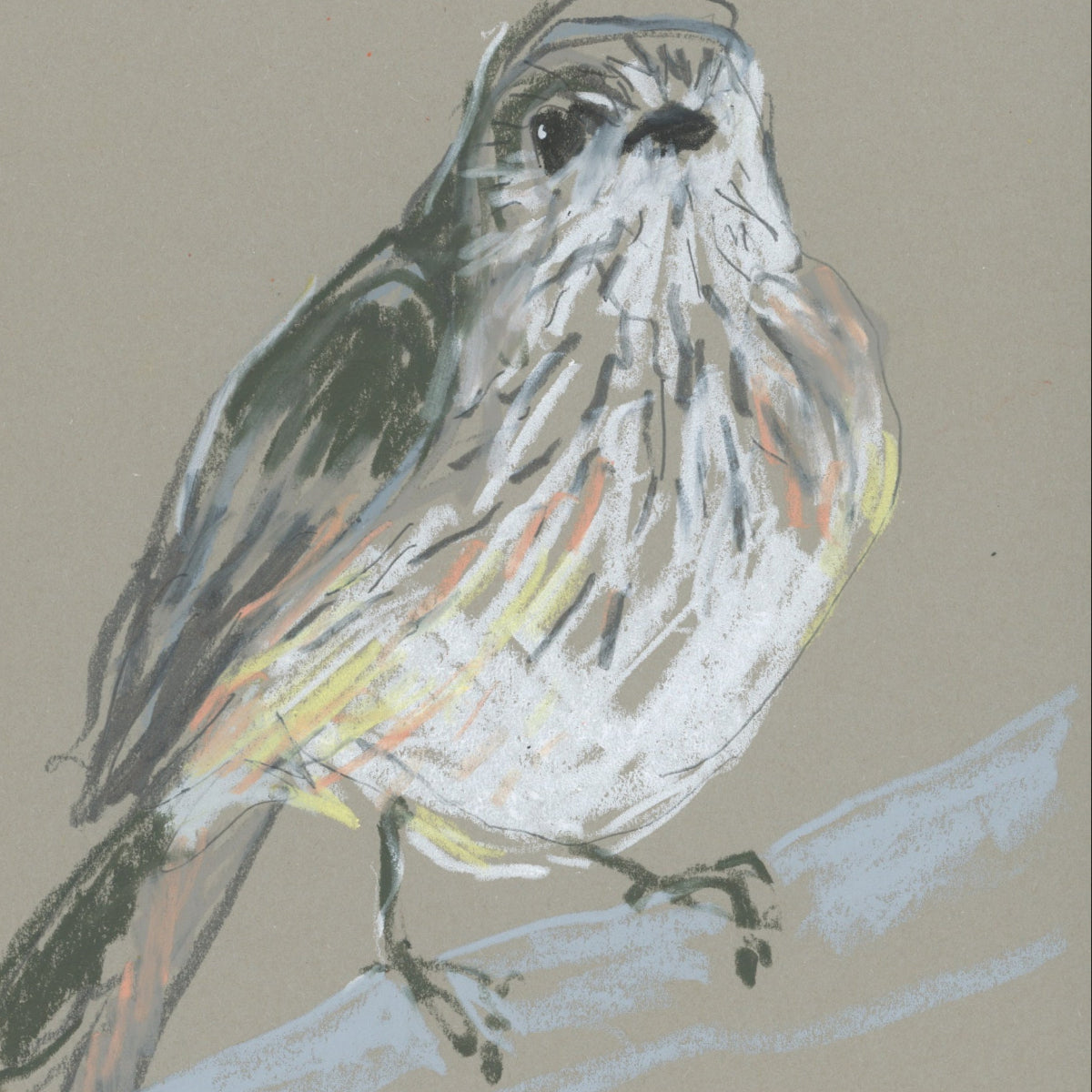 A loose line original drawing of a native Australian bird by Bridget Farmer