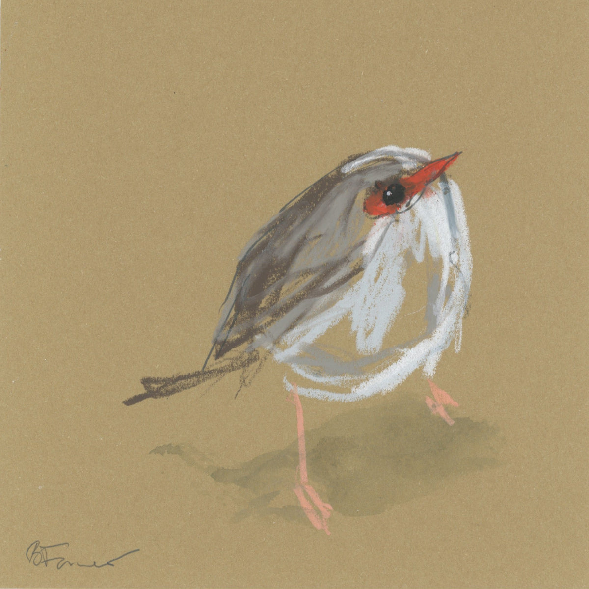 A loose line original drawing of a native Australian bird by Bridget Farmer