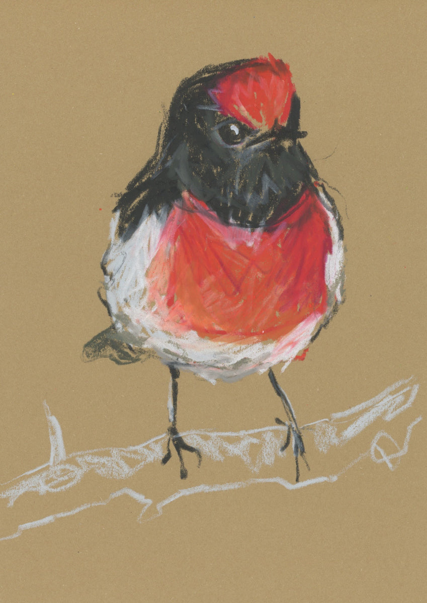 Male Red-capped Robin - A5 Original Drawing (D40)