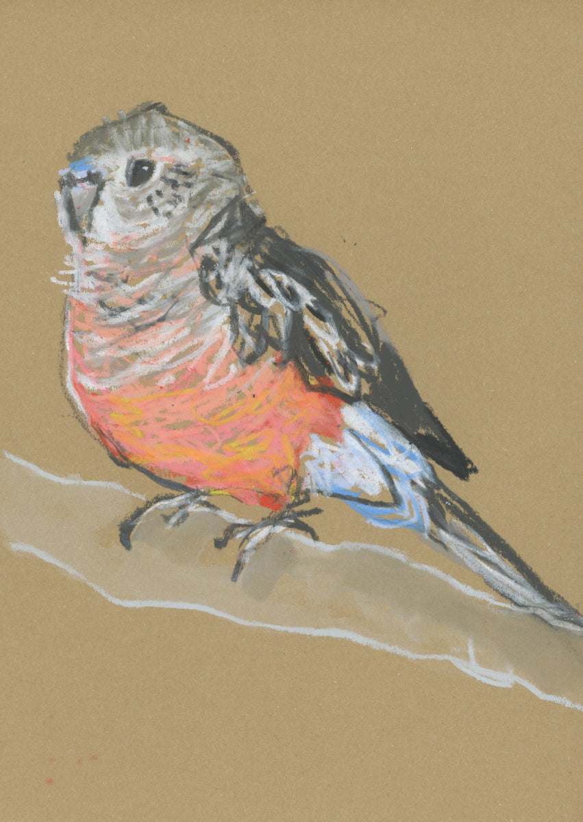 Bourke's Parrot - A5 Original Drawing (D44)