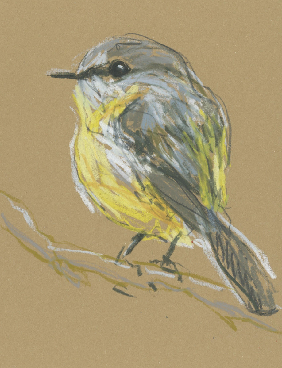 Eastern Yellow Robin - A5 Original Drawing (D42)