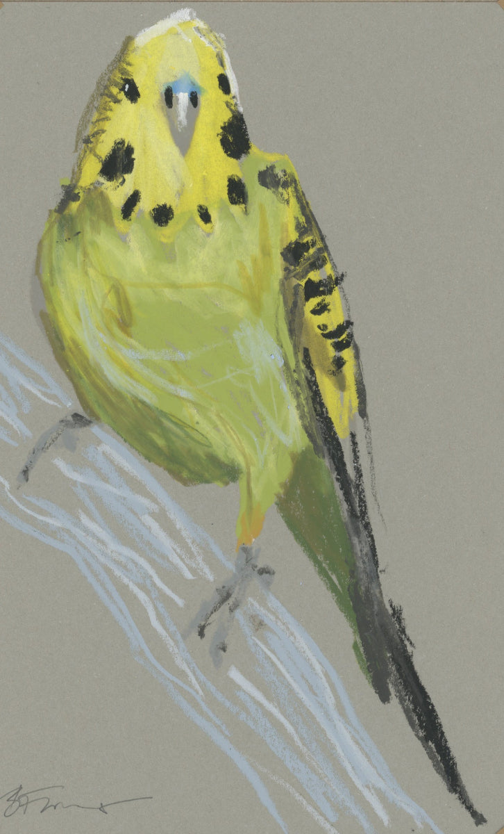 Budgerigar - A5 Original Drawing (D46)