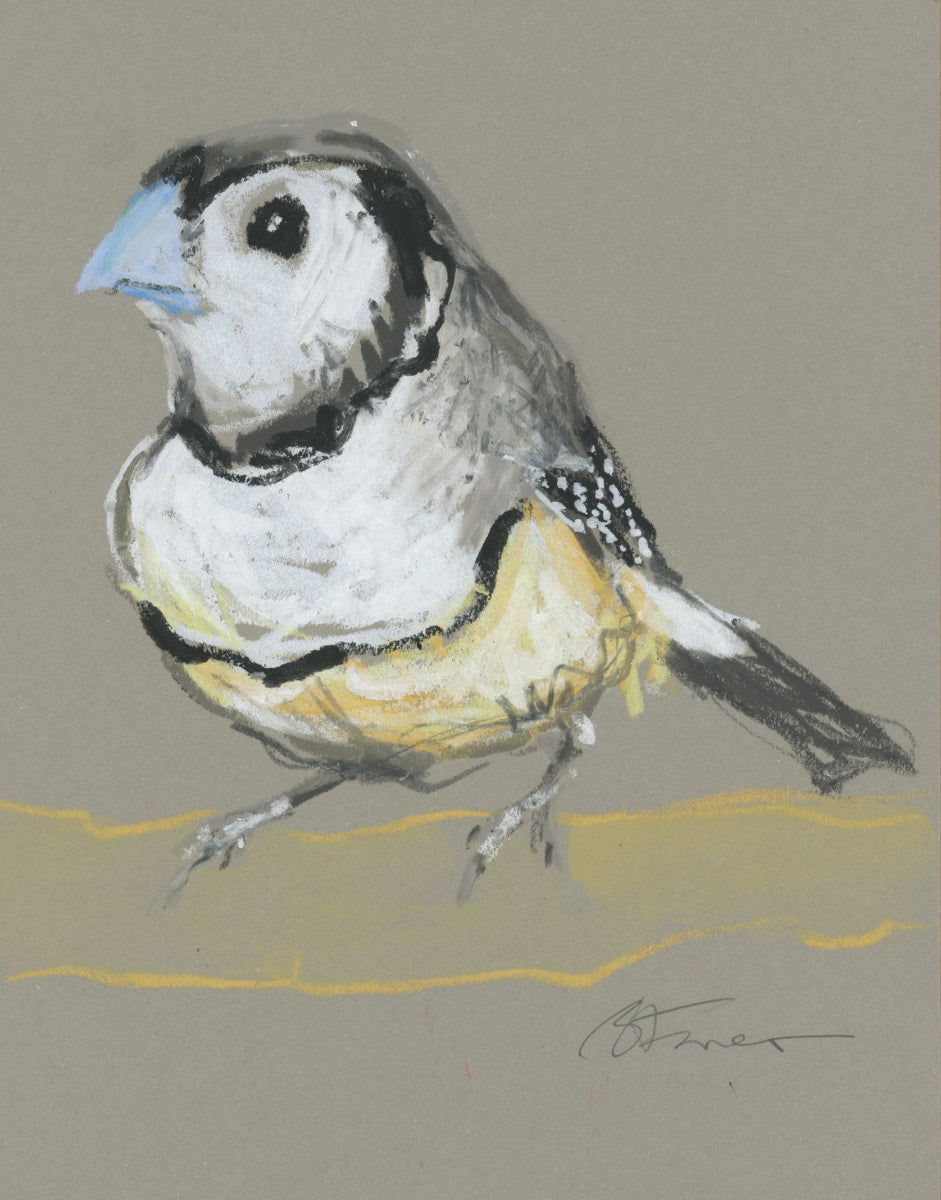Double Barred Finch - A5 Original Drawing (D50)
