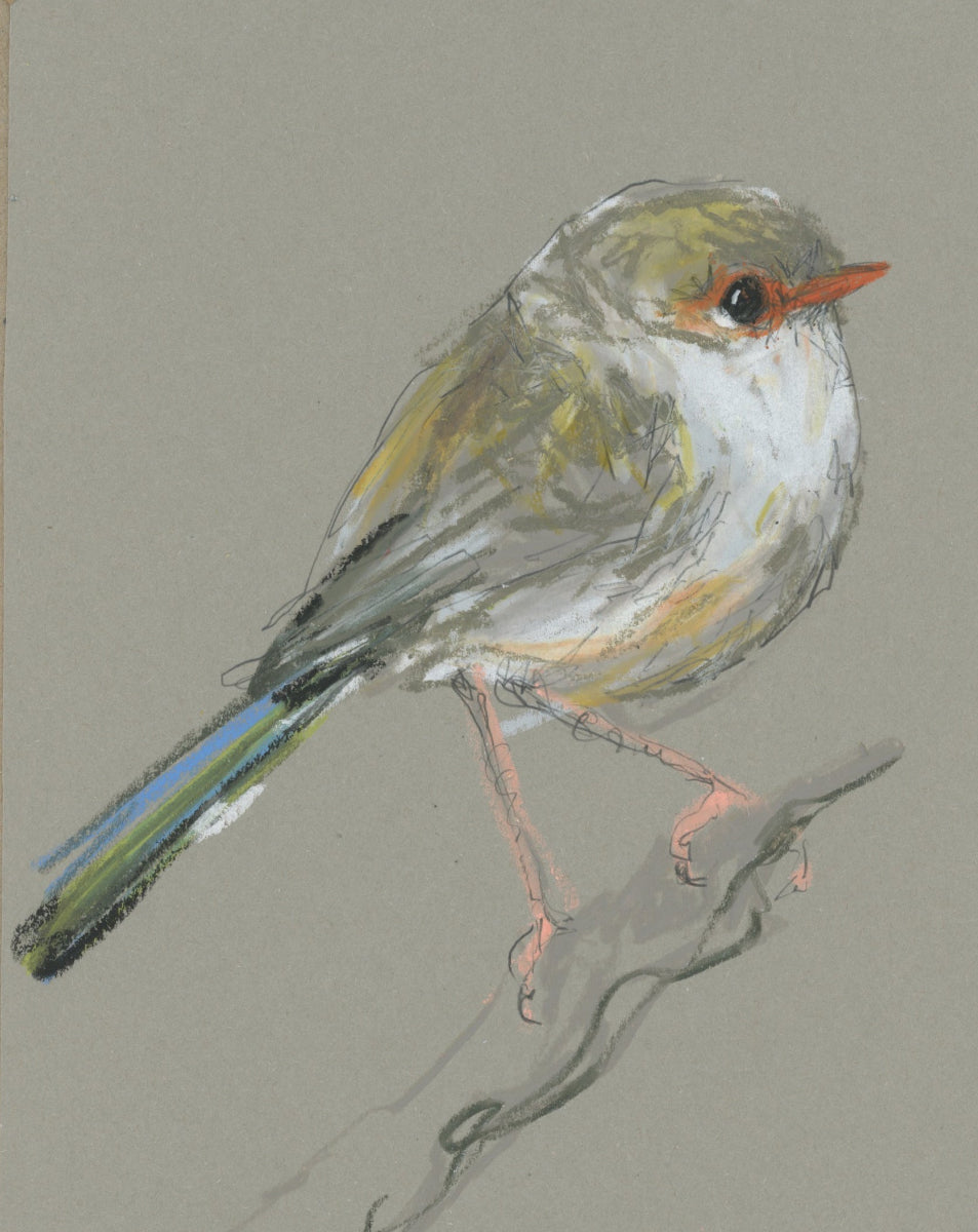 Female Splendid Fairywren - A5 Original Drawing (D58)