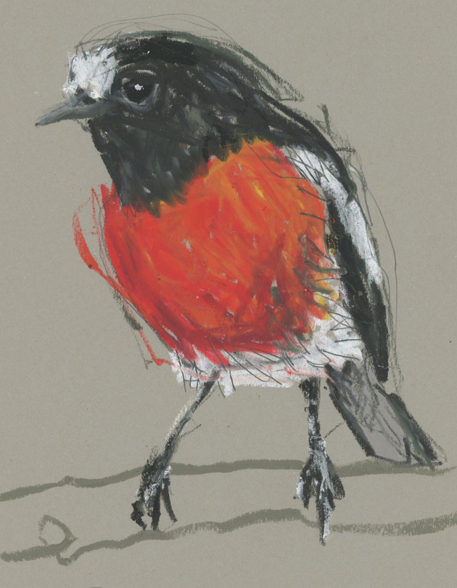 Male Scarlet Robin - A5 Original Drawing (D35)