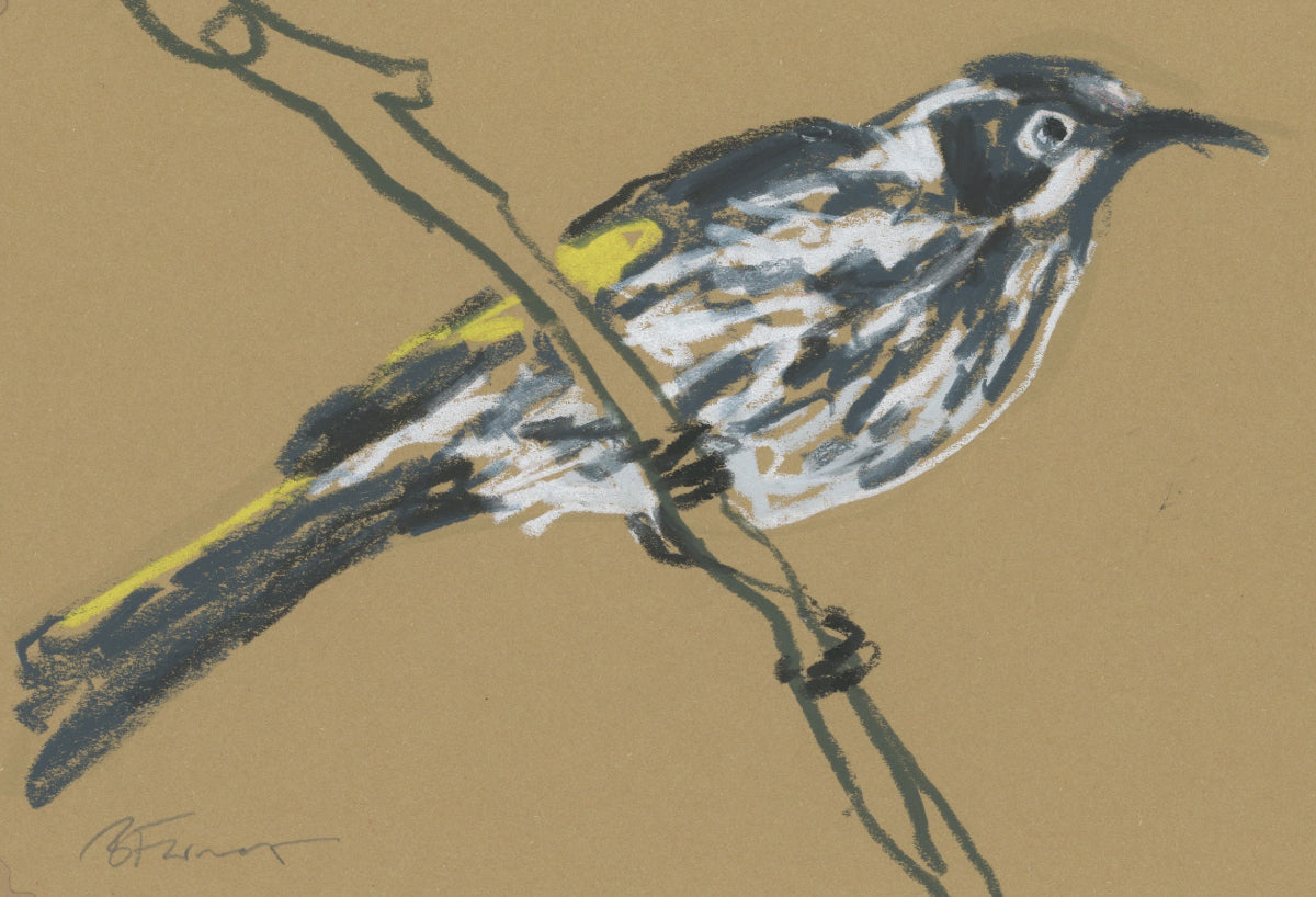 New Holland Honeyeater - A5 Original Drawing (D36)