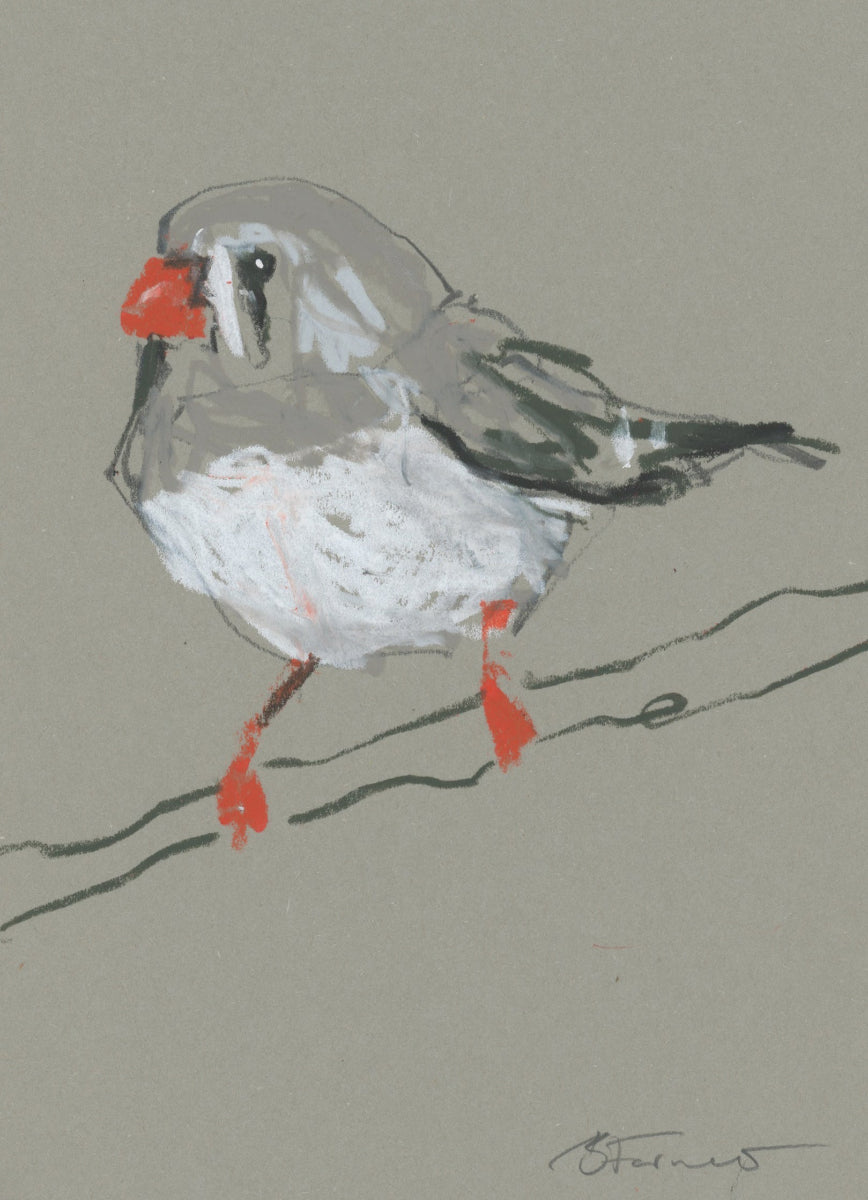 Female Zebra Finch - A5 Original Drawing (D52)