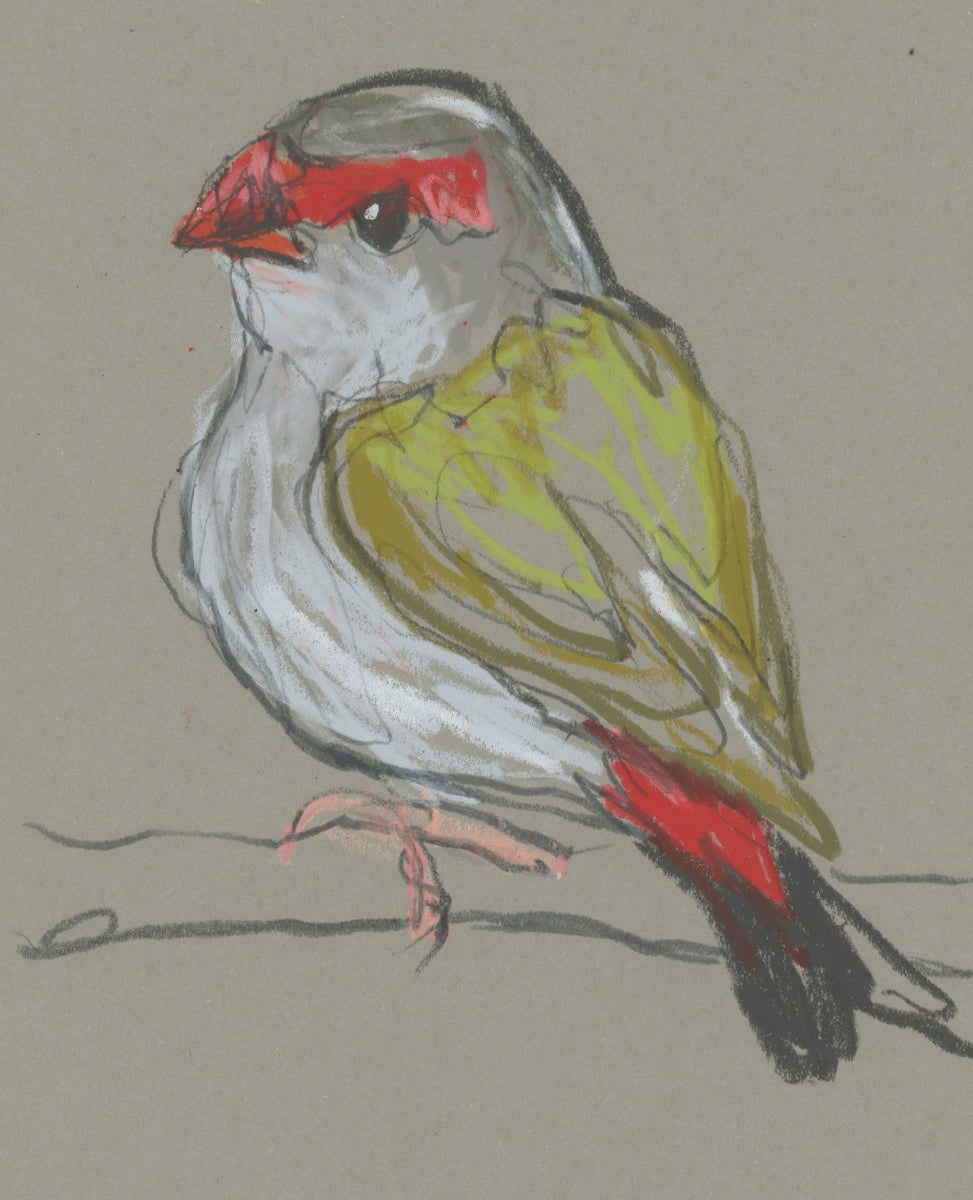 Red- Browed Finch - A5 Original Drawing (D54)