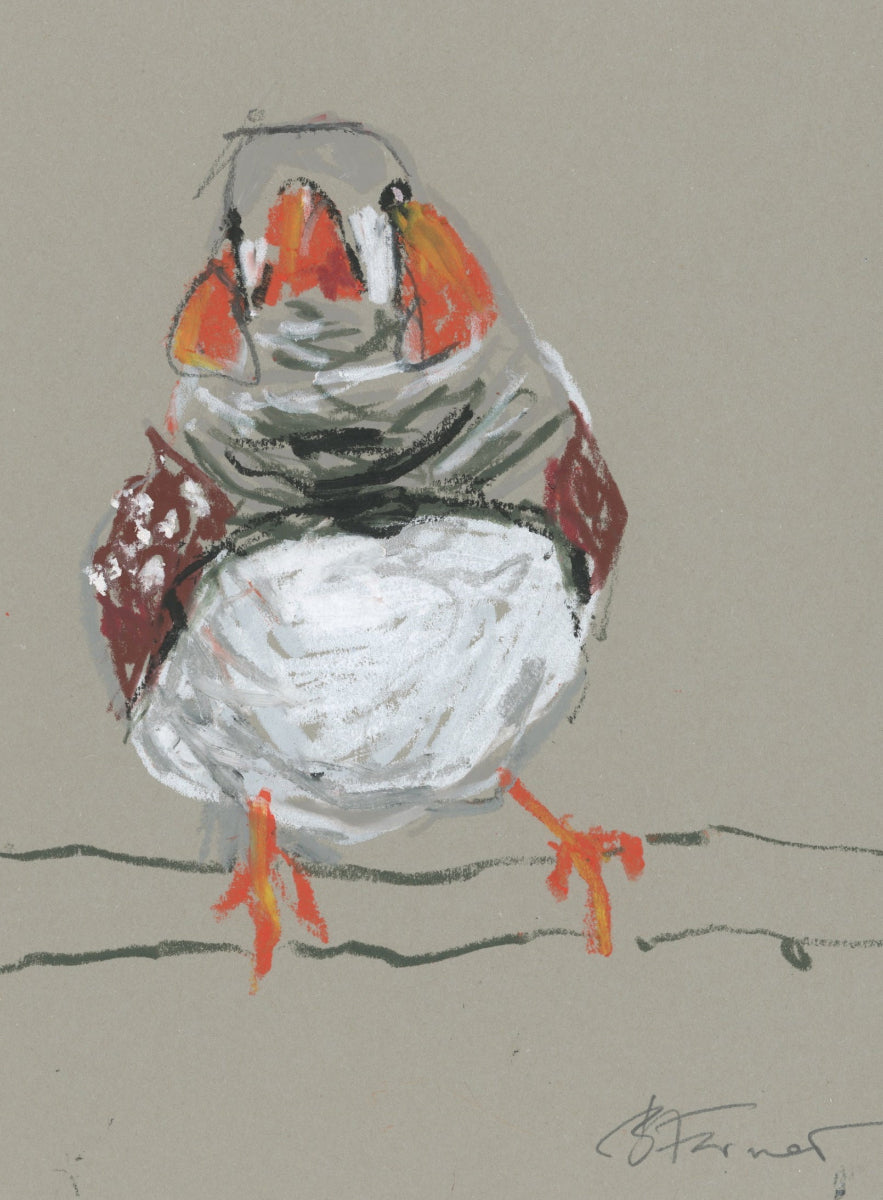 Male Zebra Finch - A5 Original Drawing (D60)