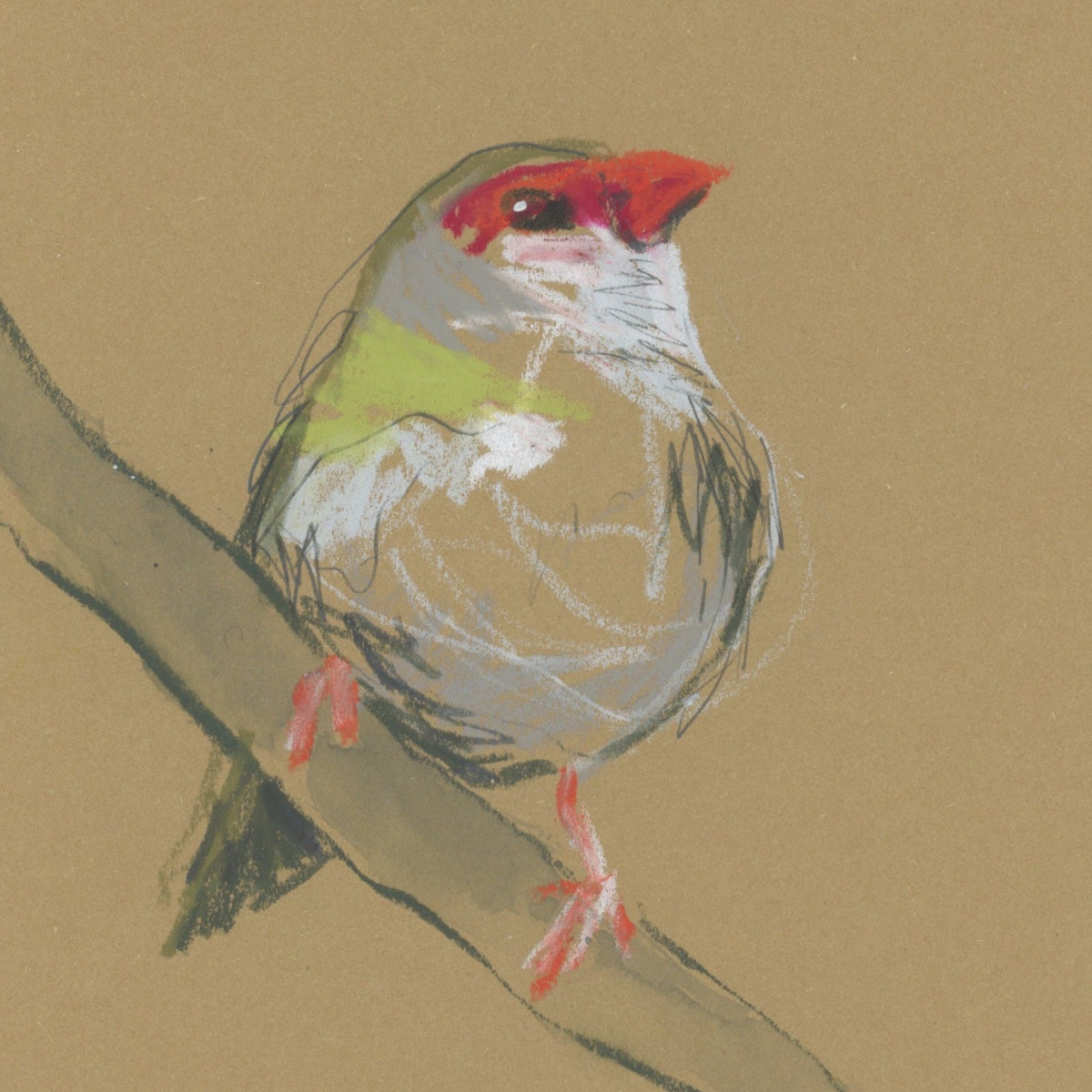 Red-browed Finch - A5 Original Drawing (D8)