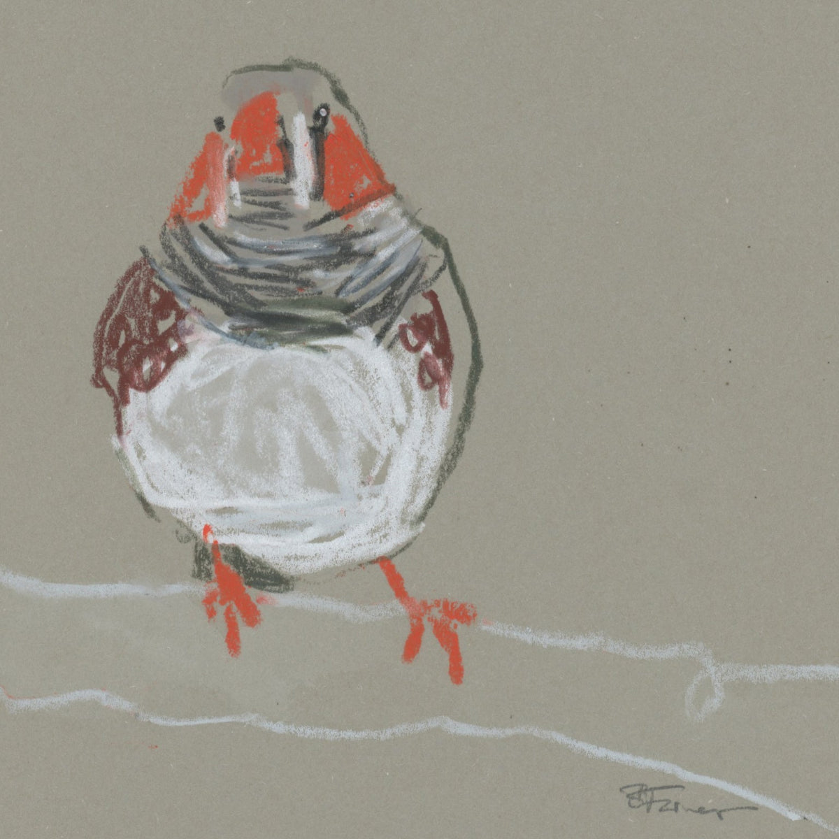 A loose line original drawing of a native Australian bird by Bridget Farmer