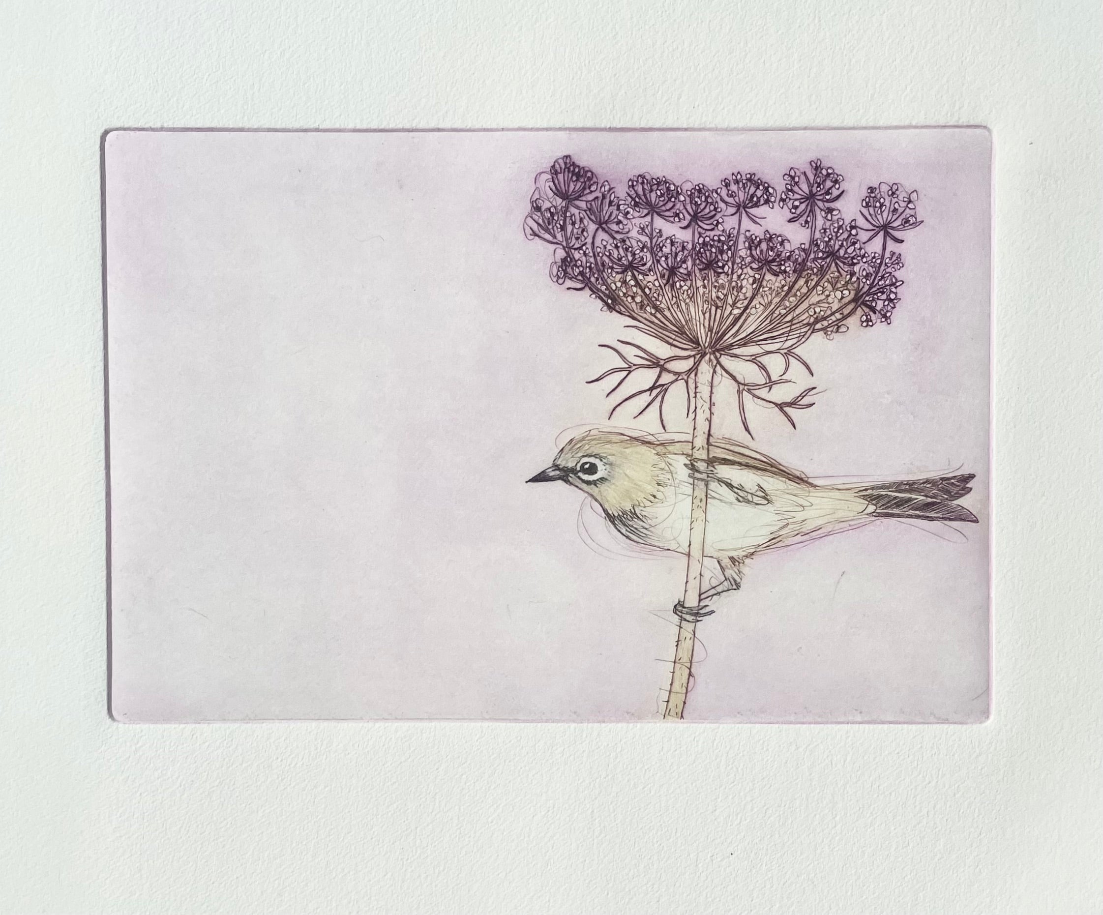 Original Etching - Silvereye In The Chocolate Lace