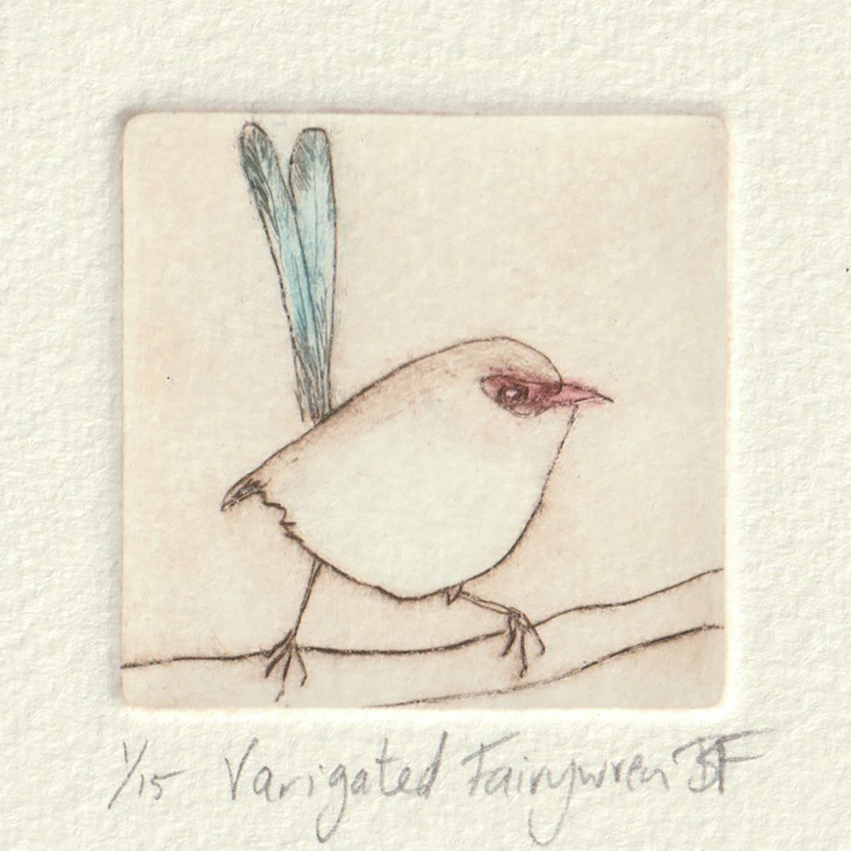 Original Etching - Varigated Fairywren