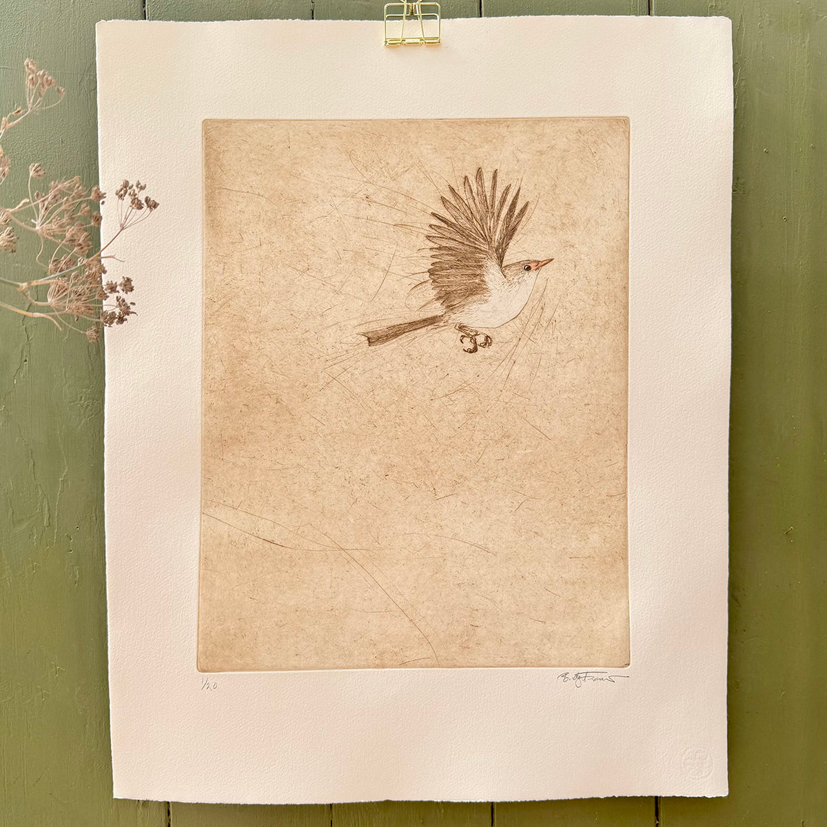 Original Drypoint Etching - Fairywren Flight (skewiff))