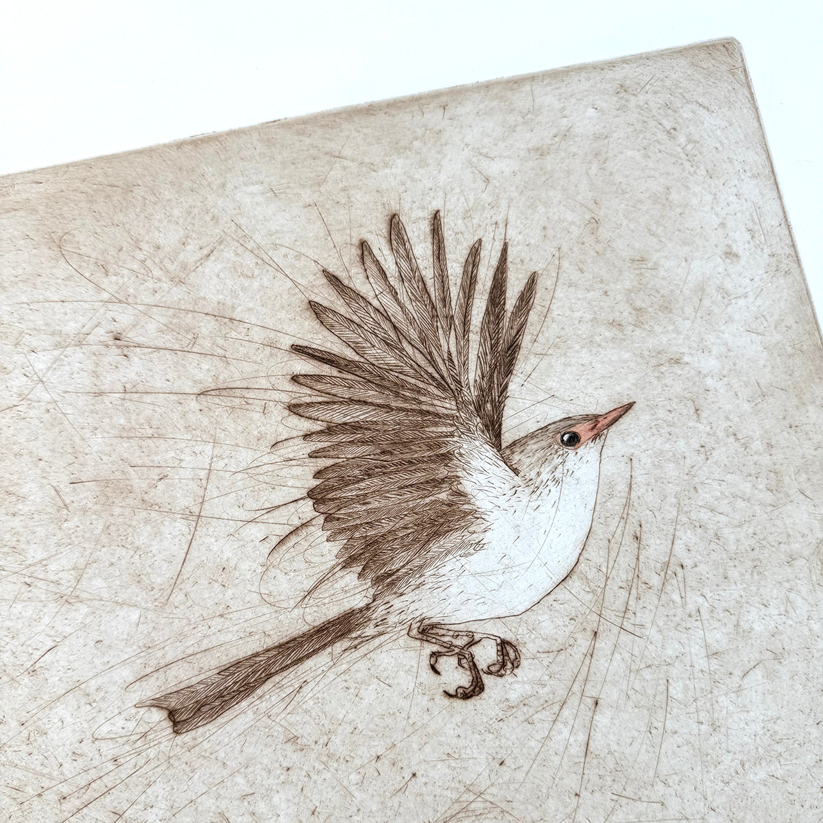 Original Drypoint Etching - Fairywren Flight (skewiff))