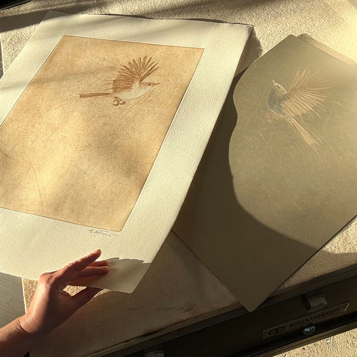 Original Drypoint Etching - Fairywren Flight (skewiff))