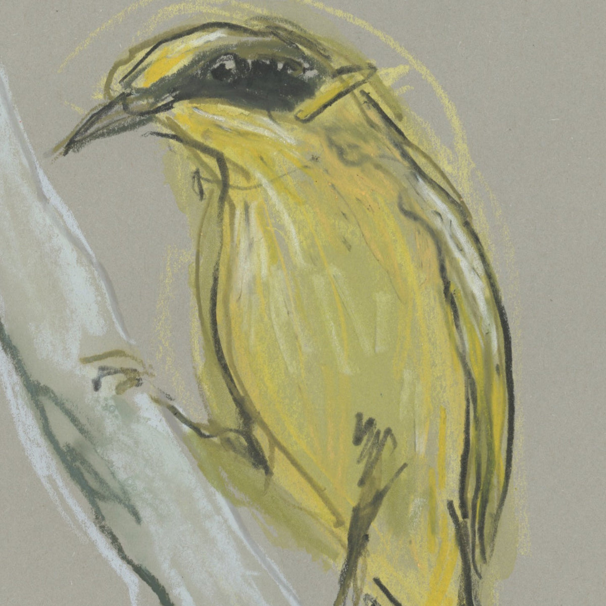 A loose line original drawing of a native Australian bird by Bridget Farmer