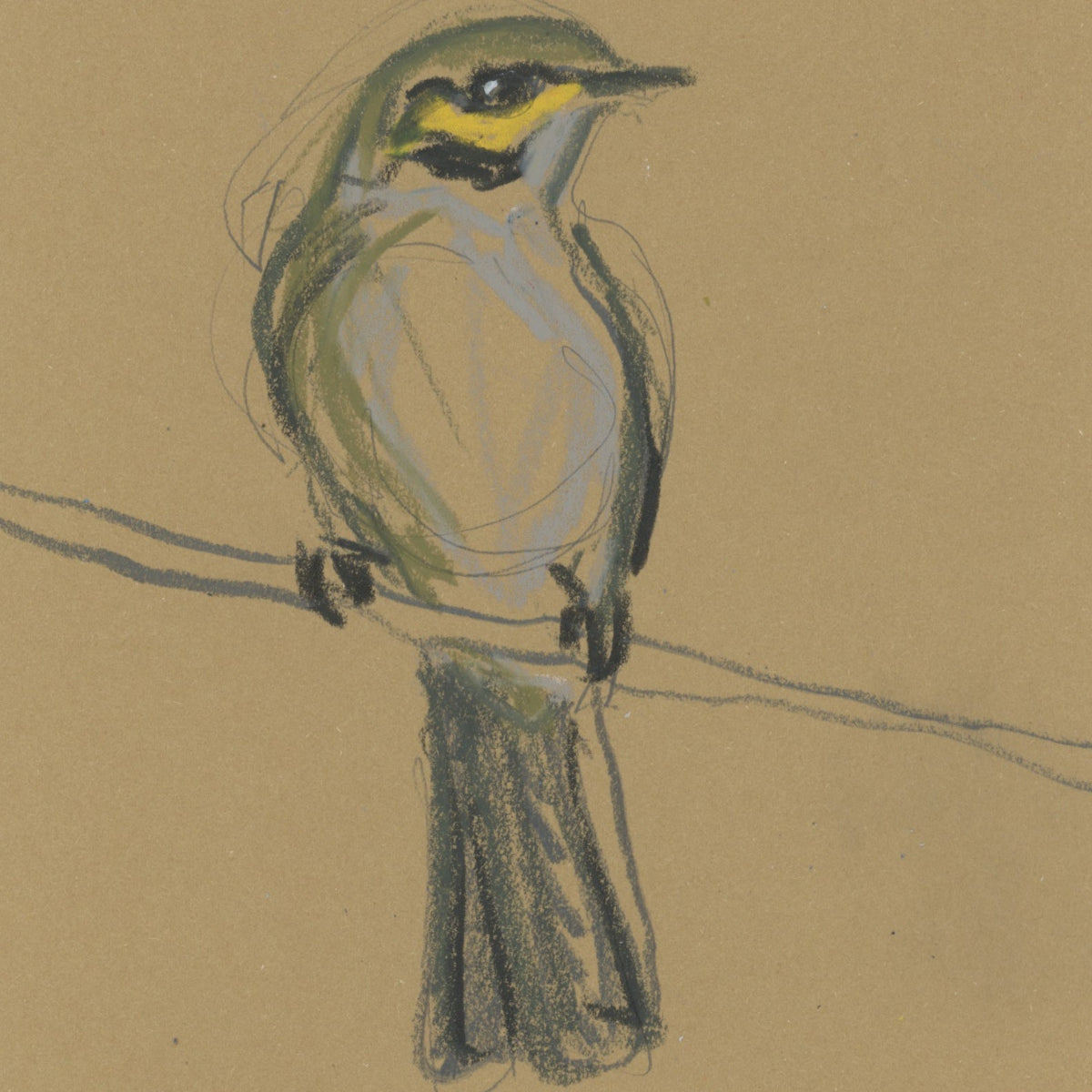 A loose line original drawing of a native Australian bird by Bridget Farmer