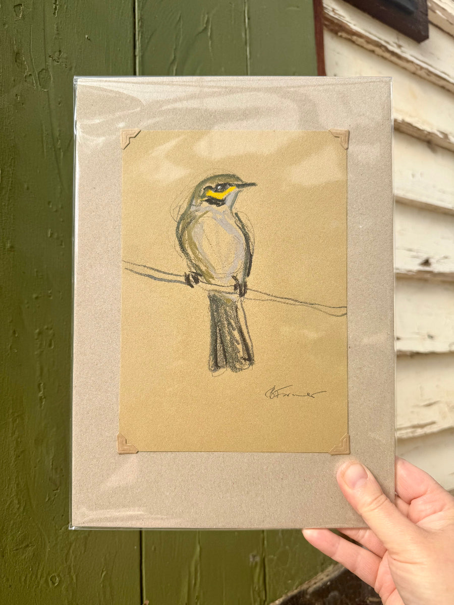 A loose line original drawing of a native Australian bird by Bridget Farmer