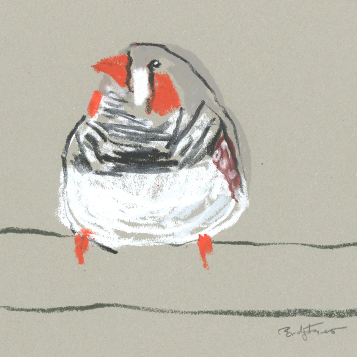 A loose line original drawing of a native Australian bird by Bridget Farmer